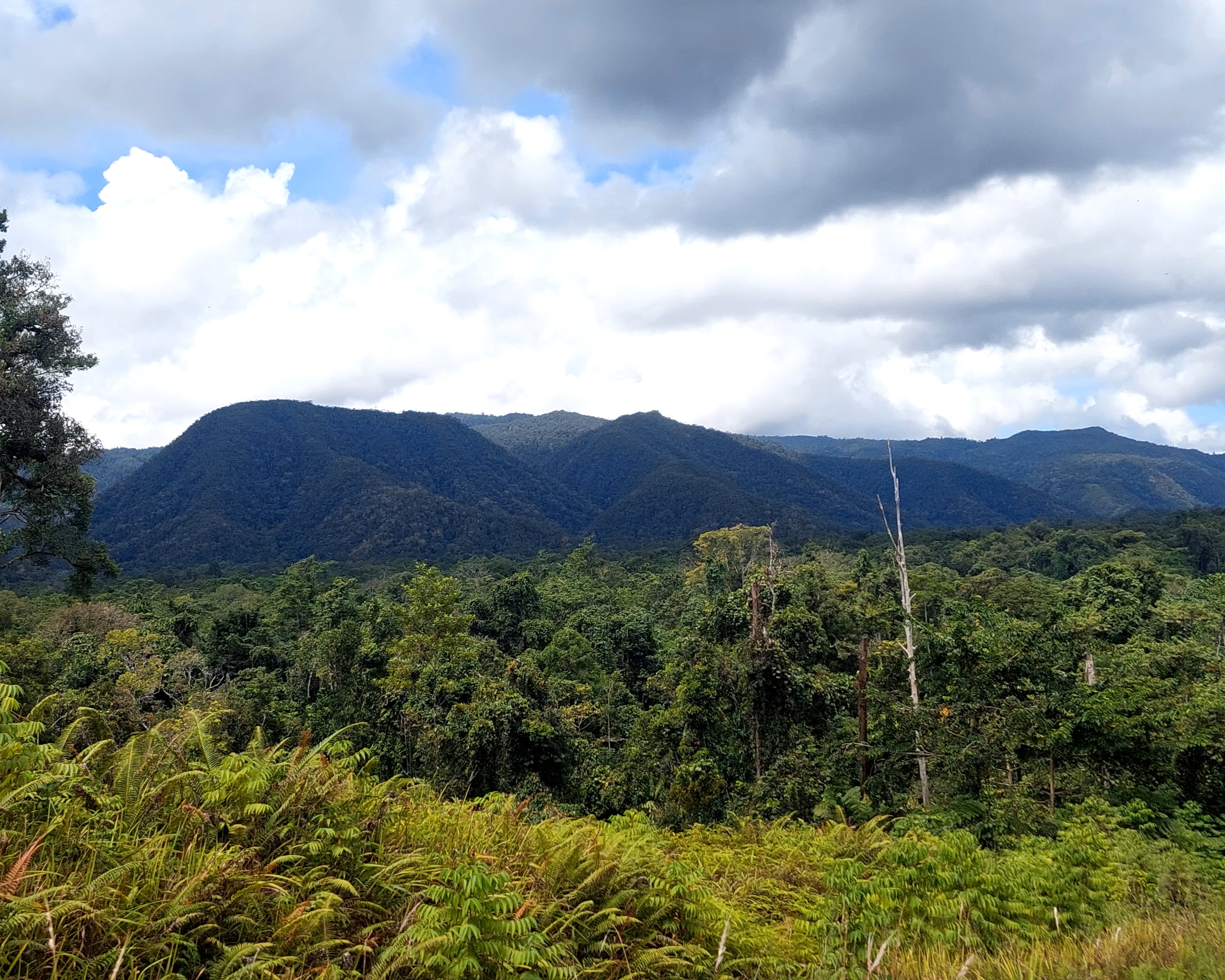 Tambrauw is covered by around 80% forest, creating a dense, lush landscape that adds to the region’s remoteness and makes infrastructure development challenging. The extensive forest cover further complicates access and isolates communities within this biodiverse environment.