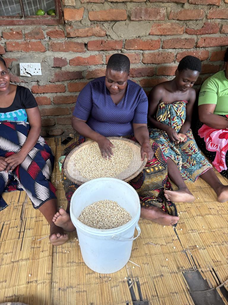 People sort maize in Malawi