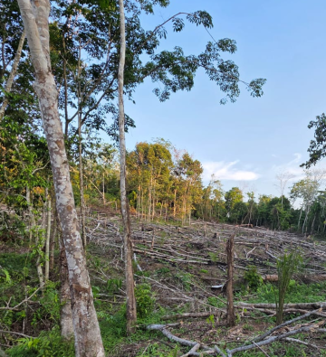 Indonesia forest clear cut